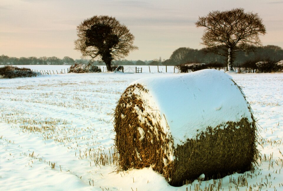 Winter nature white