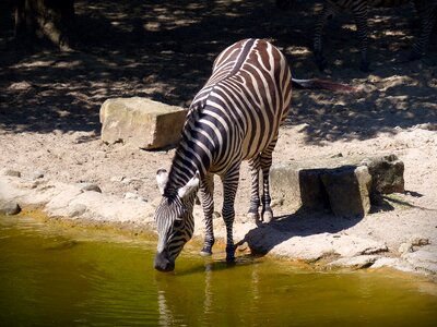 Watering hole striped black white photo