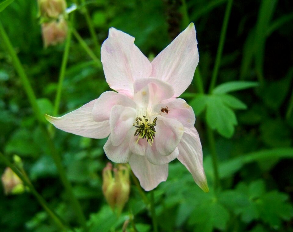 Belfry pale pink spring flower