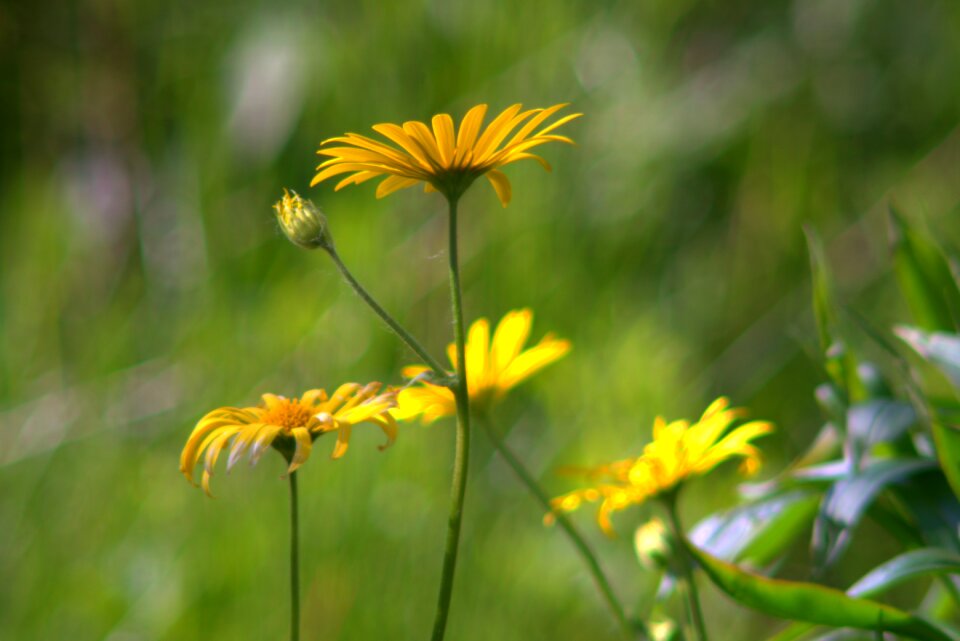 Delicate the petals closeup