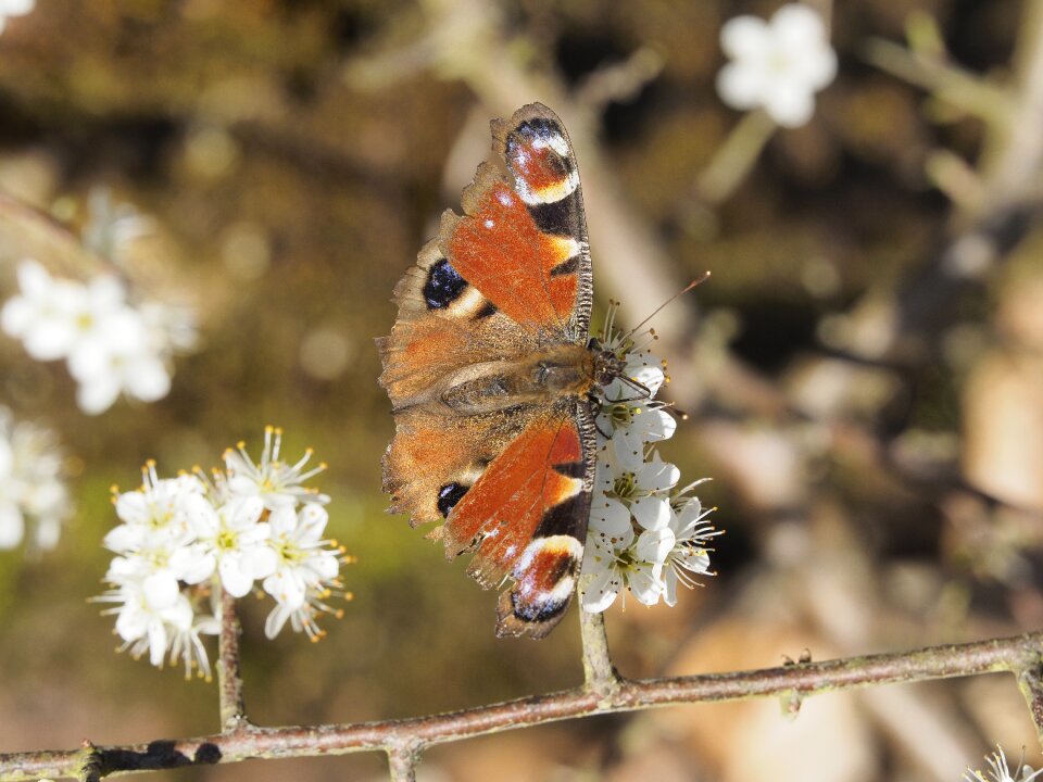 Nature close up wing