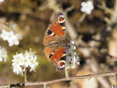 Nature close up wing photo