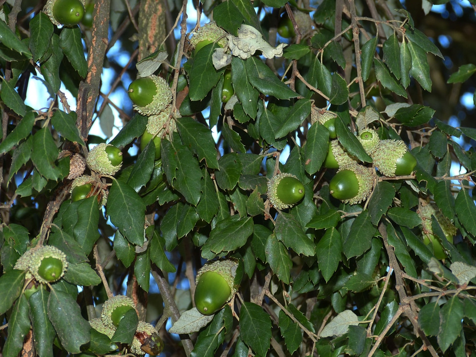 Oak oak leaves leaves