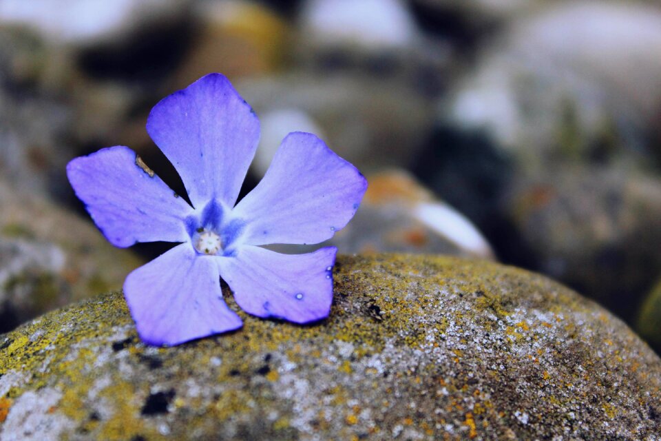 Purple flower nature plant