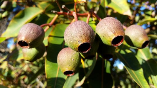 Australia gumtree gumnuts