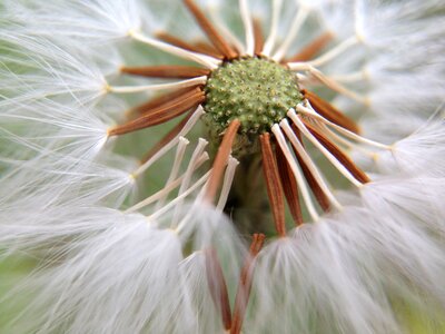 Dandelion nature light