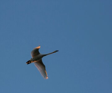 Expensive natural flying