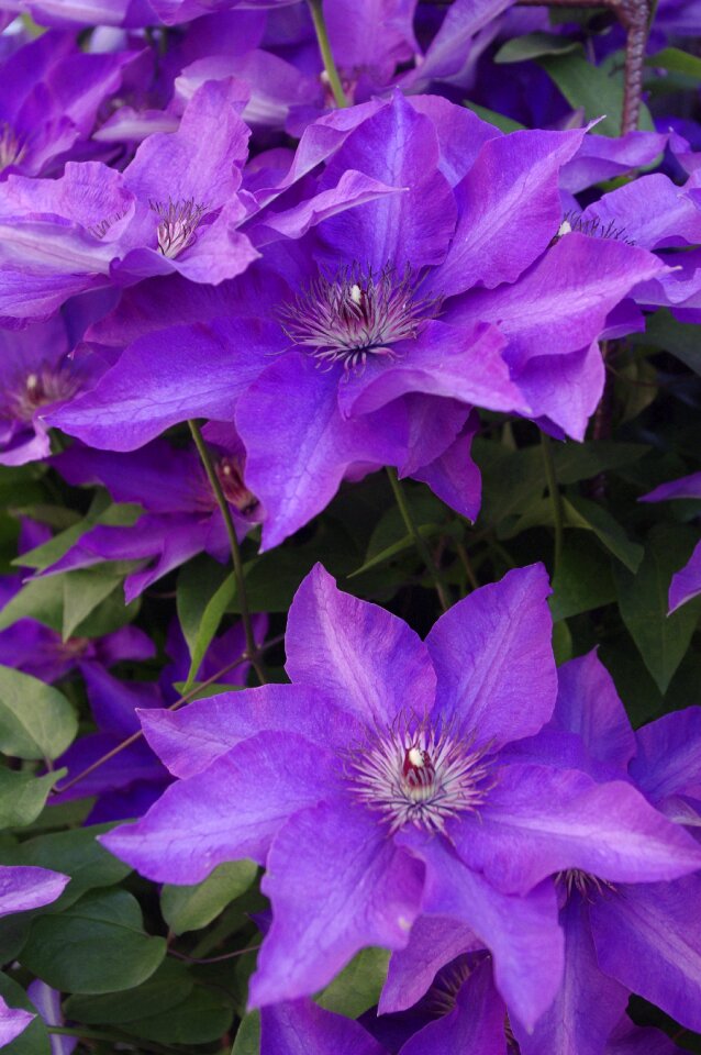 Nature summer plant