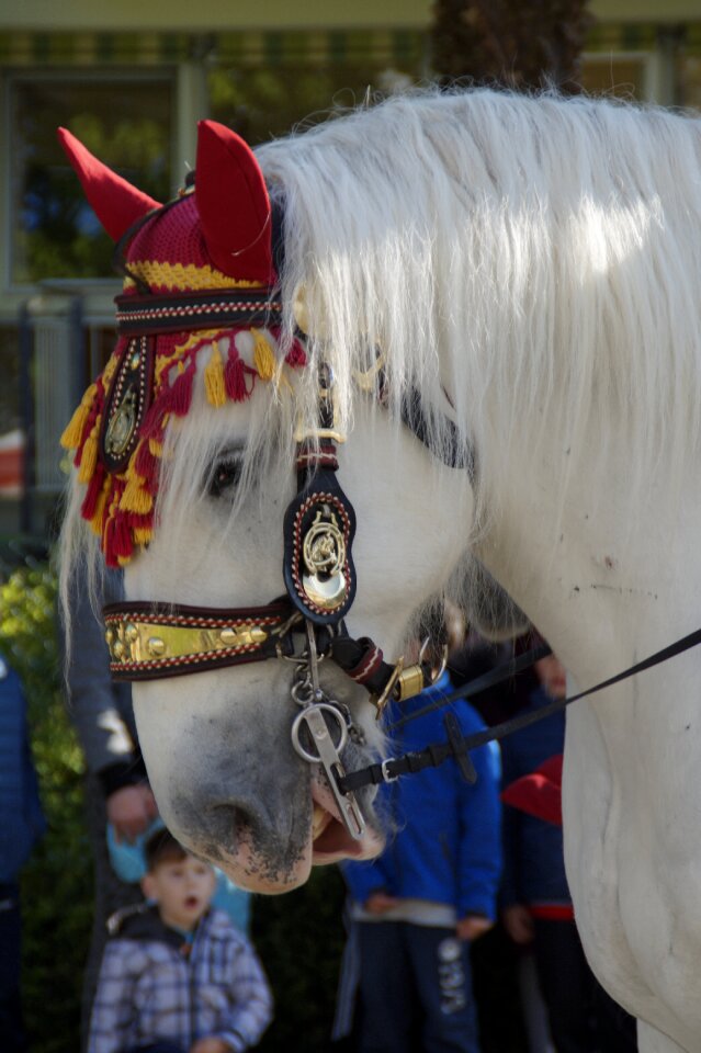 Ride procession equestrian procession