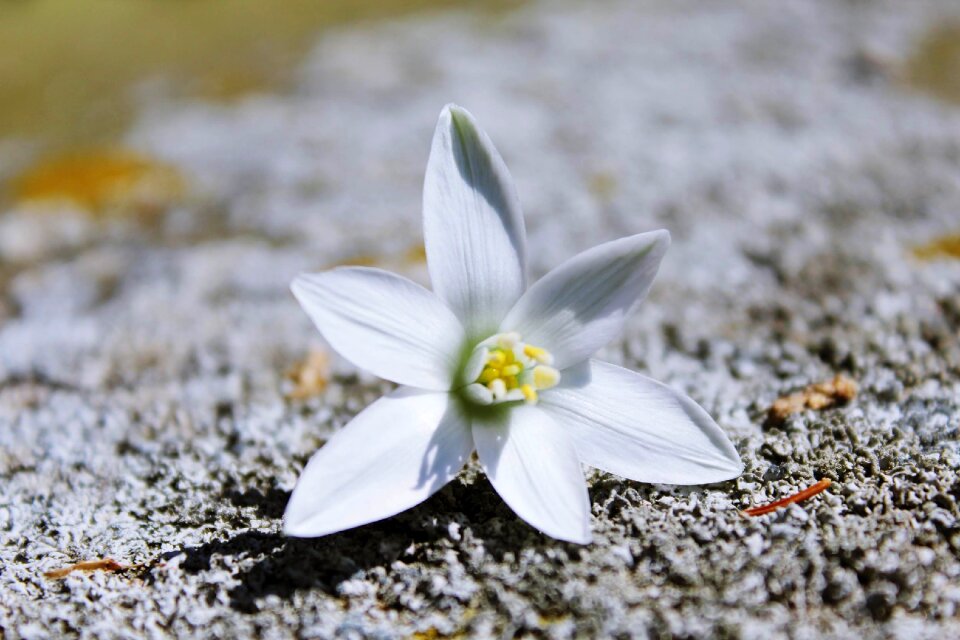 White background white flower