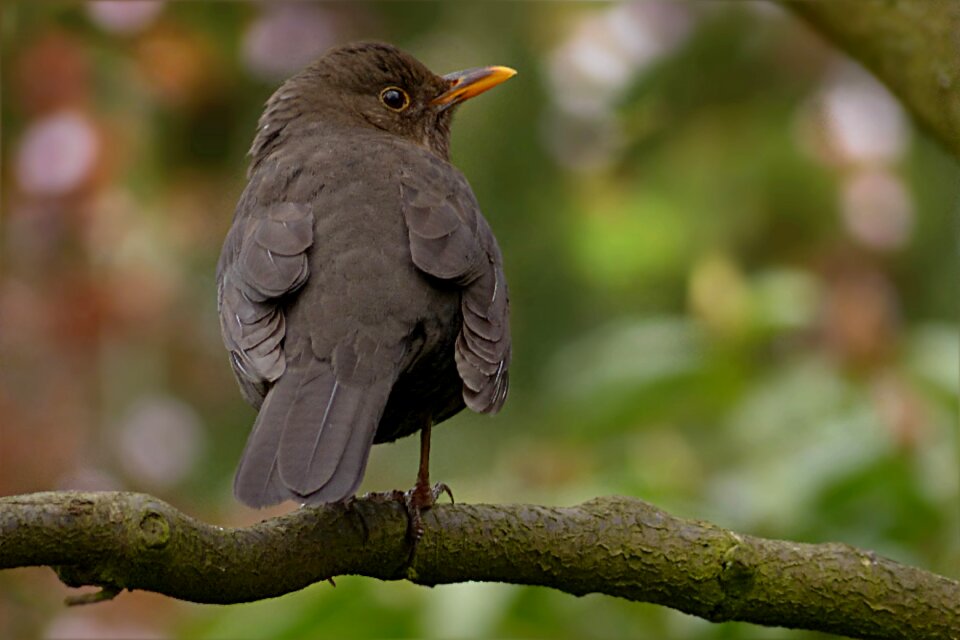 Songbird black bird on branch