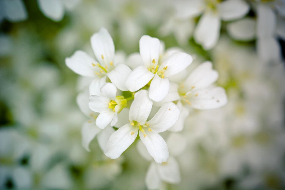 White plant macro