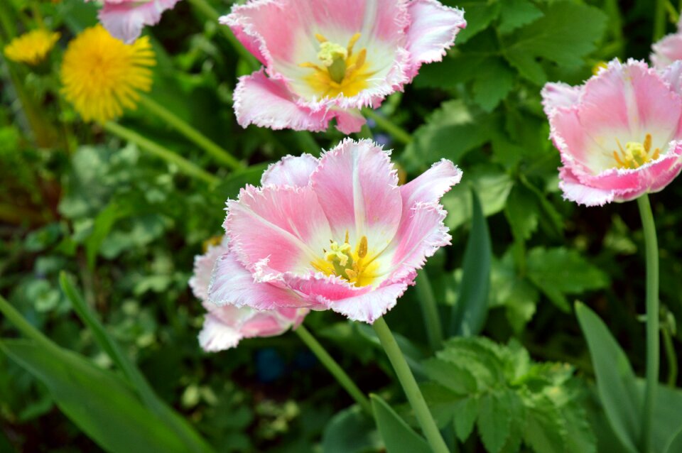 Bicolor gentle bud