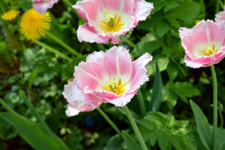 Bicolor gentle bud