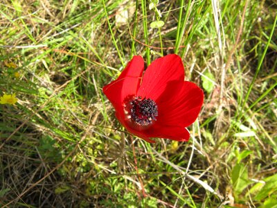 Blossom red