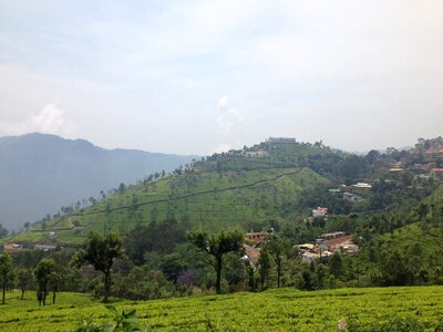 India ooty tea plantations photo