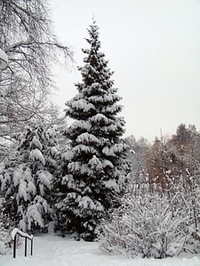 Snowy fir tree forest photo