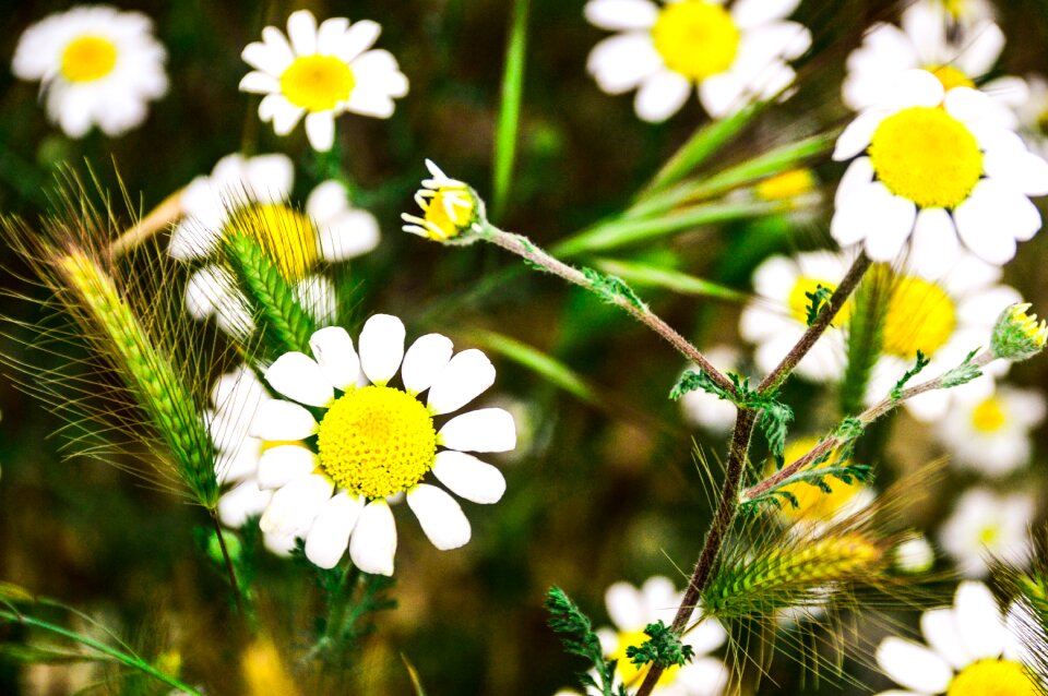 White daisies wild field