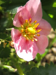Bloom pink close up