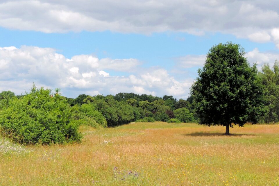 Trees spring grass