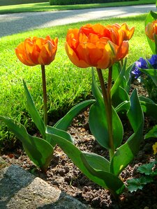 Netherlands spring tulip fields photo