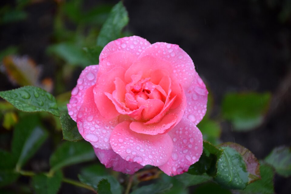Pink rose bloom romantic