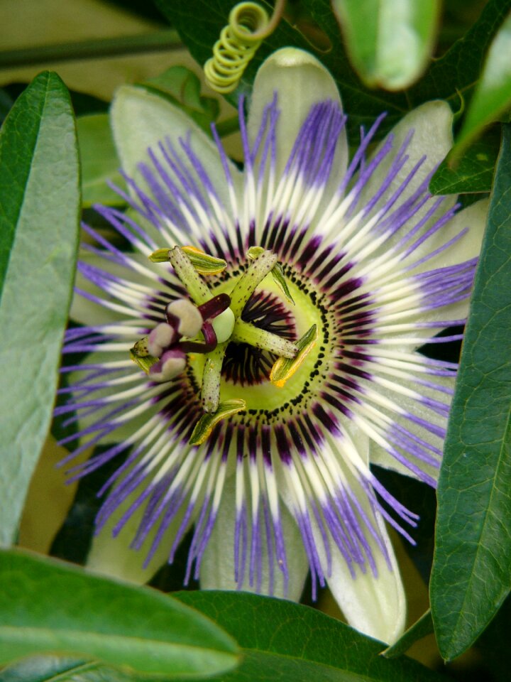 Botany tropic tropical flowers