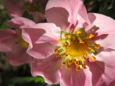 Close up spring pink
