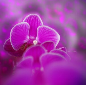 Purple room flowers exotic photo