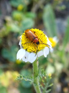 Orange beetle daisy pollen