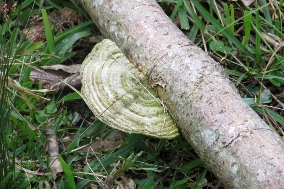 Fungus ear nerve trunk