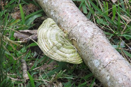Fungus ear nerve trunk