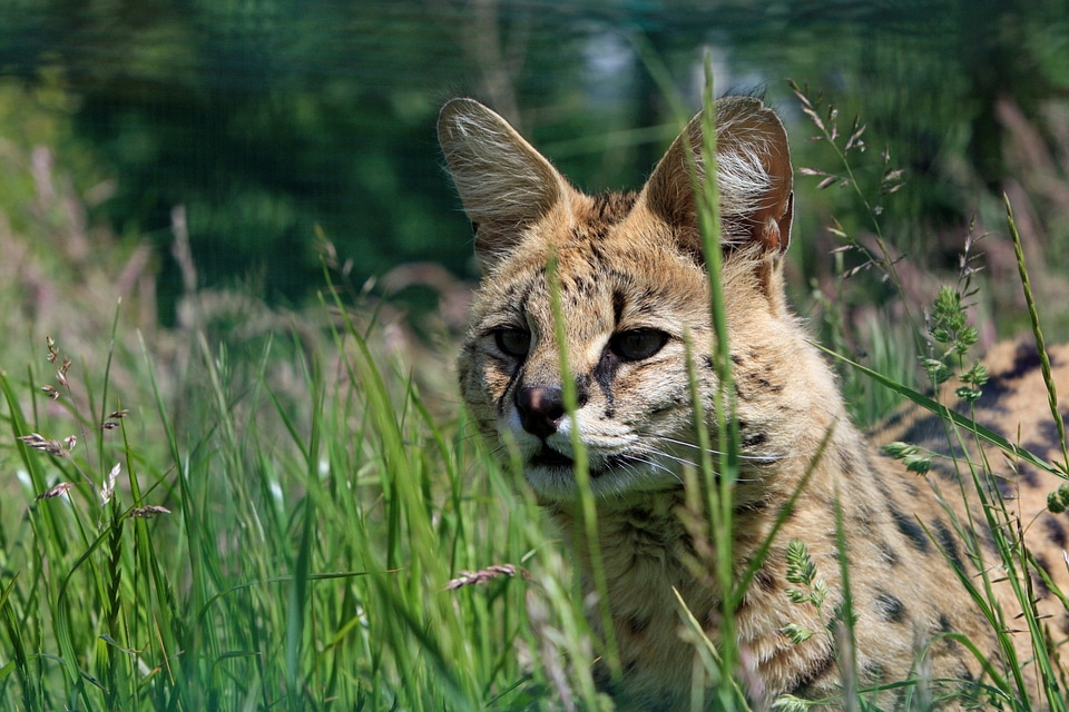 Wild wildlife close-up