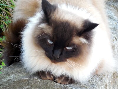Domestic cat face purr