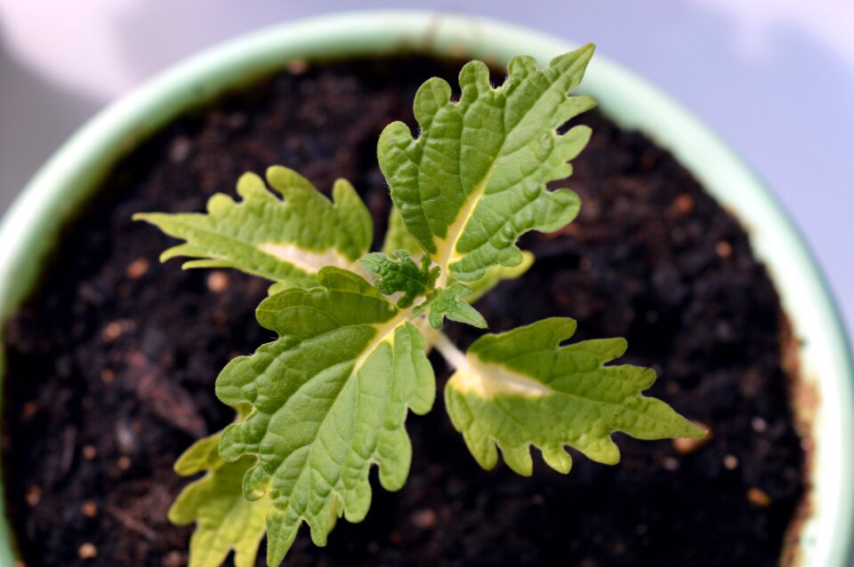 Ornamental plant foliage leaves