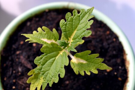 Ornamental plant foliage leaves