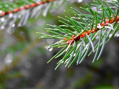 Drip needles nature