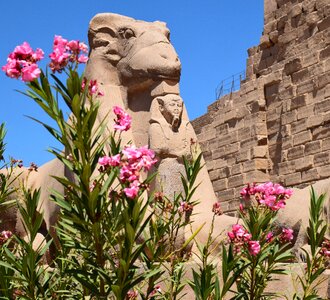 Egypt sphinx ram head