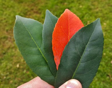 Autumn fall leaves holding