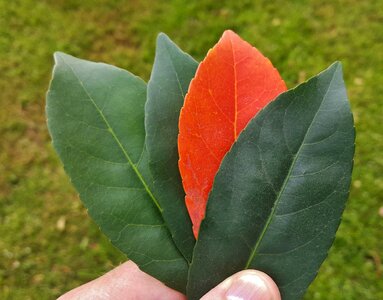 Autumn fall leaves holding photo