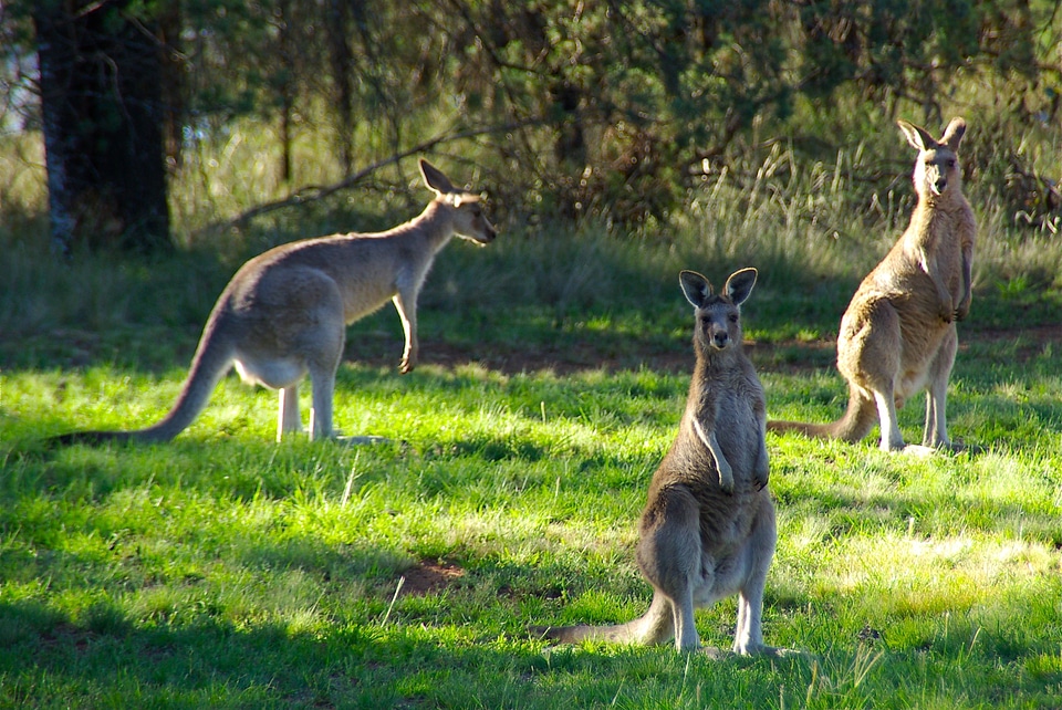 Hop australia marsupial