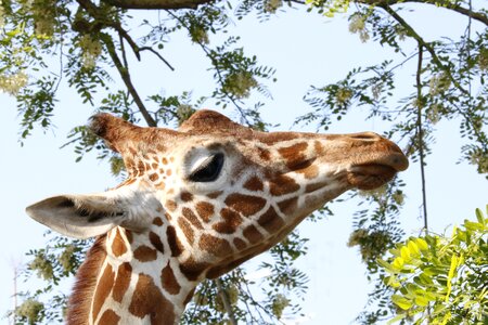 Africa animals hair