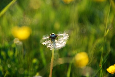 Dandelion pointed flower grass