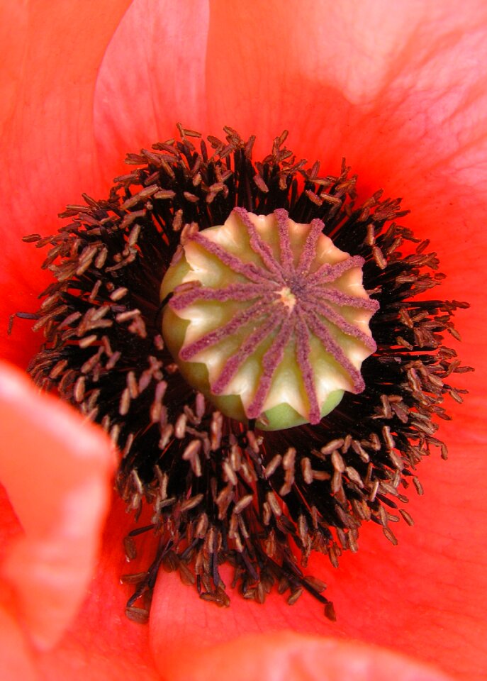 Red poppy red plant