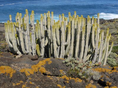 Tenerife similar to cacti succulent photo