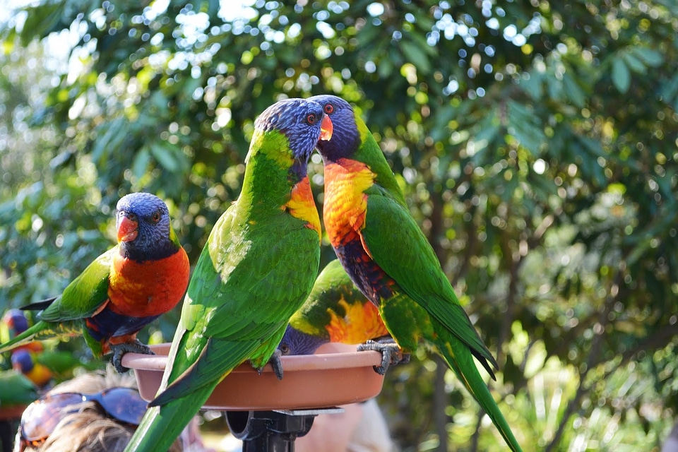 Birds animals couple