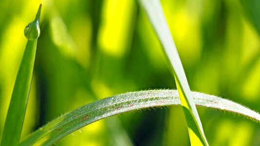 Morning light grasses bright