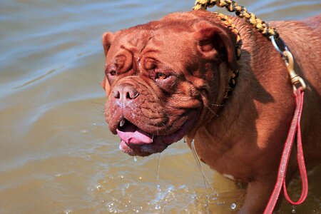 Dog mastiffs french