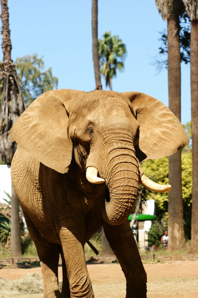 Zoo nature