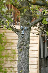Garden fruit tree funny